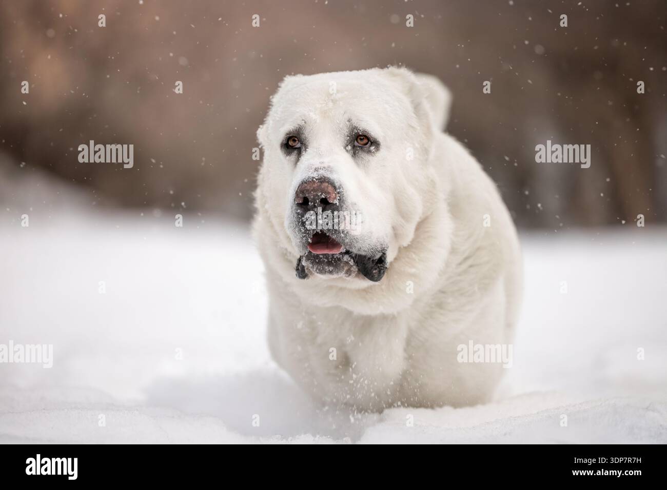 Nahaufnahme Porträt des zentralasiatischen Schäferhunds im Schnee, Alabai Winter Guardian Stockfoto