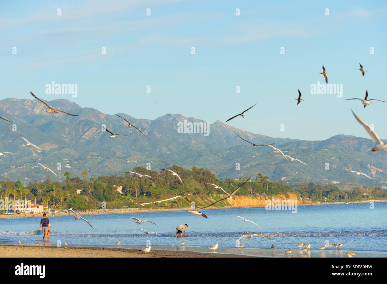 Santa Barbara, Kalifornien - 29. Dezember 2025: Lebhafte Szene am Strand von Santa Barbara mit Menschen, die das Wasser genießen, zahlreiche Möwen im Flug und auf dem Th Stockfoto