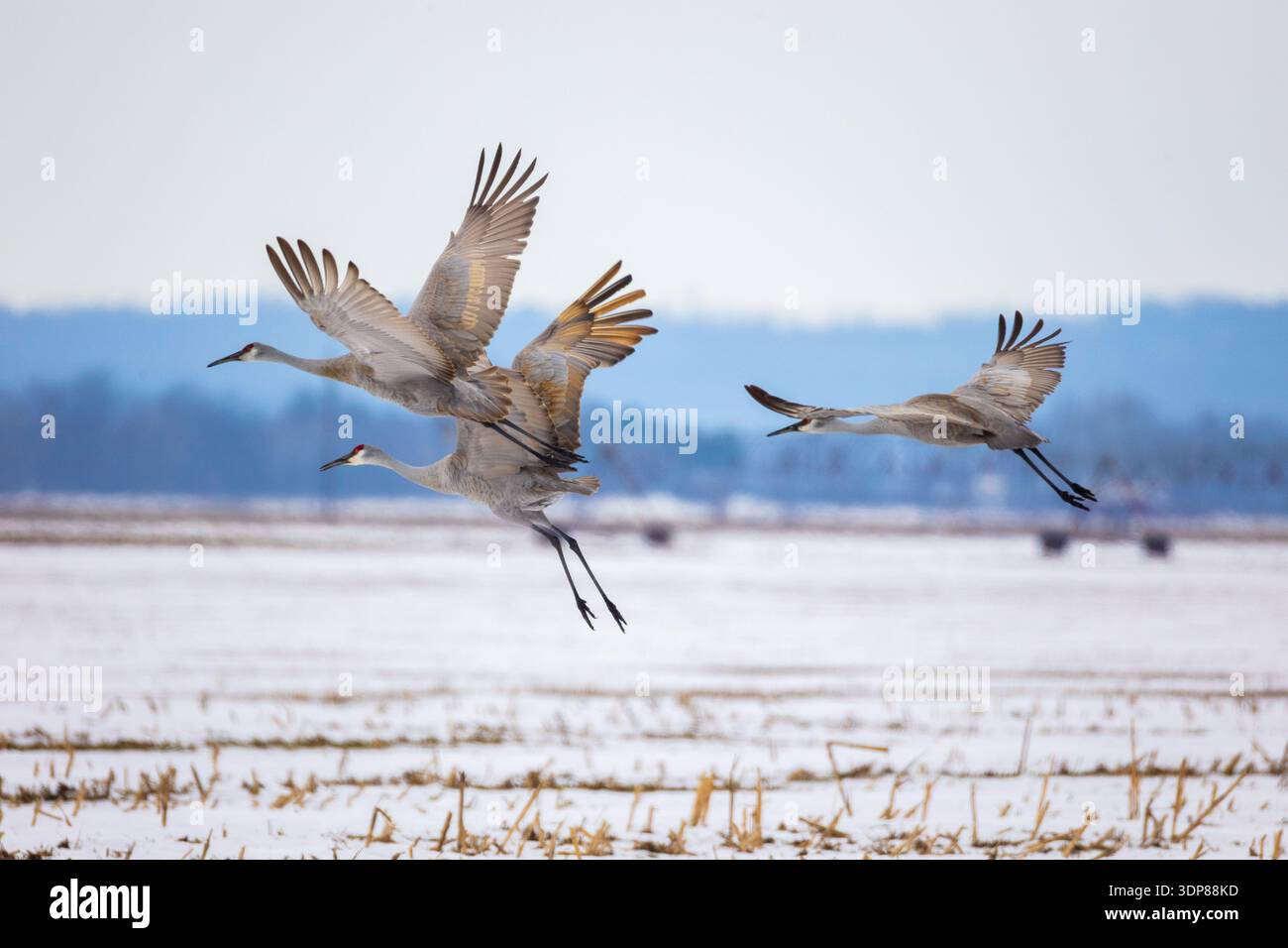 Drei Sandhügelkräne fliegen von einem flachen verschneiten Feld mit Hügeln in der Ferne. Die Beleuchtung ist gleichmäßig und der Himmel ist bedeckt. Stockfoto