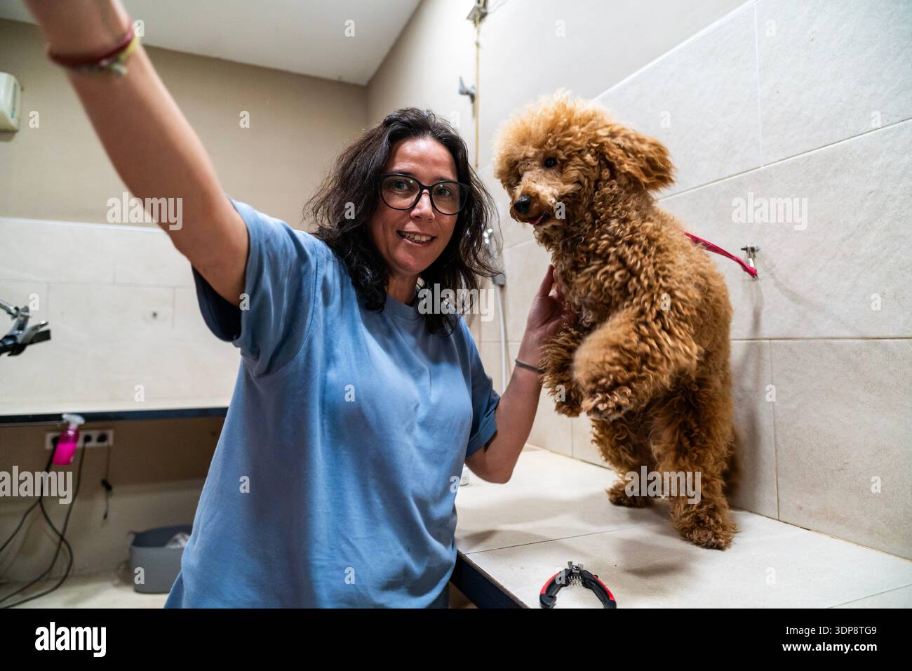 Eine Frau lächelt und macht ein Selfie mit ihrem glücklichen Pudelhund in einem Friseursalon Stockfoto