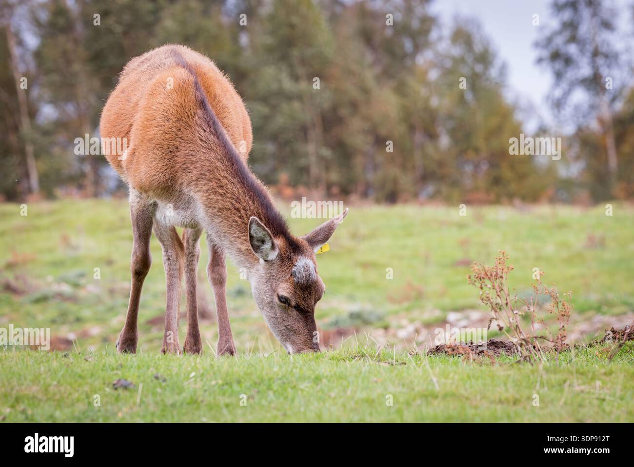 Rotwild [ Cervus elaphus ] im Highland Wildpark, Kincraig, Schottland, Großbritannien Stockfoto