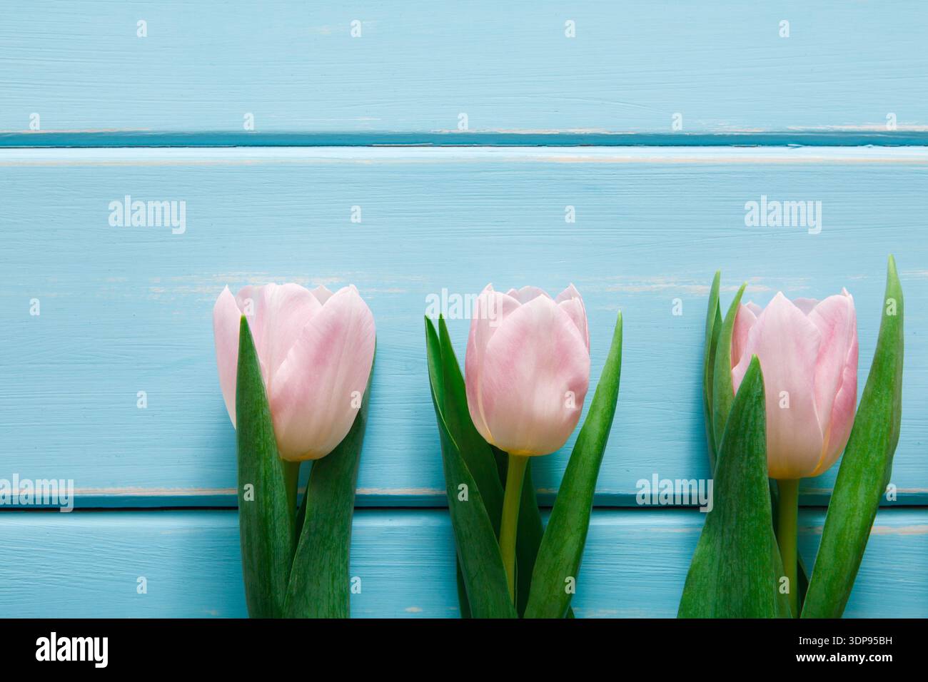 Pinkfarbene Tulpen in einer Reihe auf blauem hölzernem Hintergrund angeordnet Stockfoto