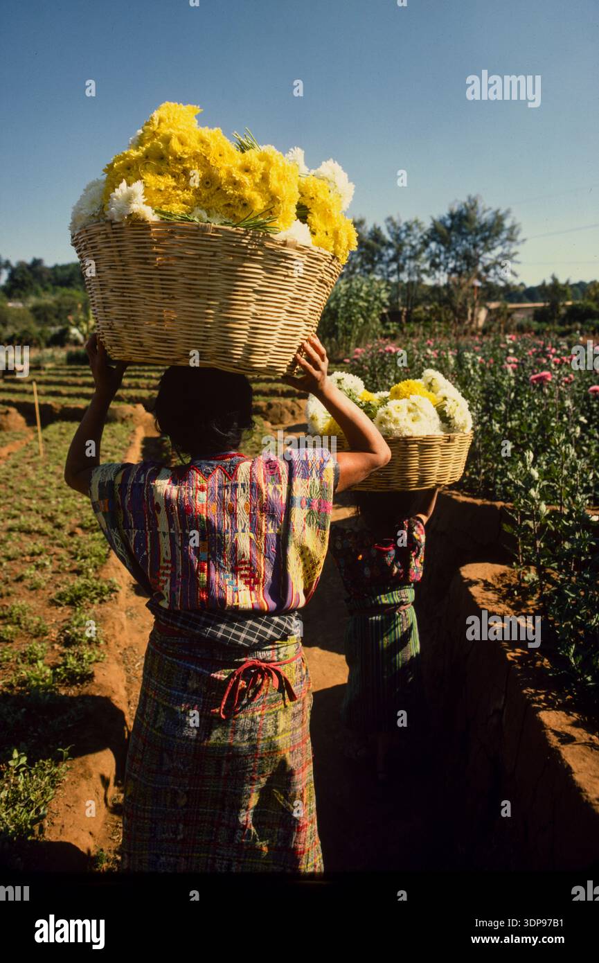 Blumenzucht bei einer Koop in Sacatapequez, Guatemala, April 1986g Stockfoto