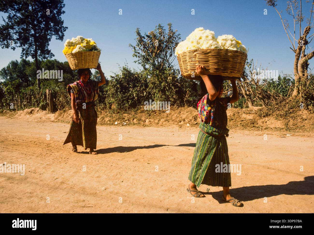 Blumenzucht bei einer Koop in Sacatapequez, Guatemala, April 1986g Stockfoto