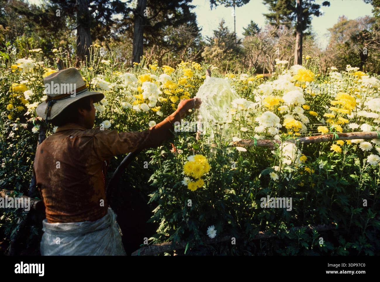 Blumenzucht bei einer Koop in Sacatapequez, Guatemala, April 1986g Stockfoto
