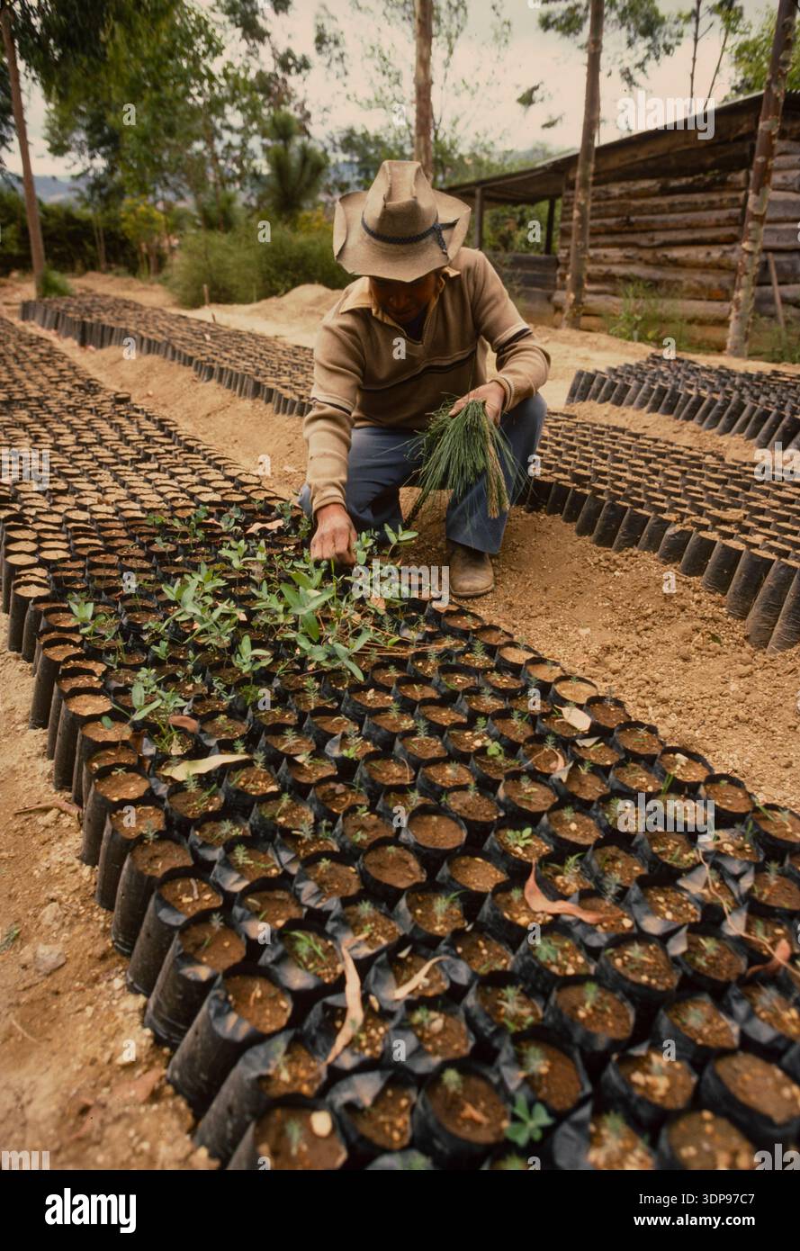Blumenzucht bei einer Koop in Sacatapequez, Guatemala, April 1986g Stockfoto