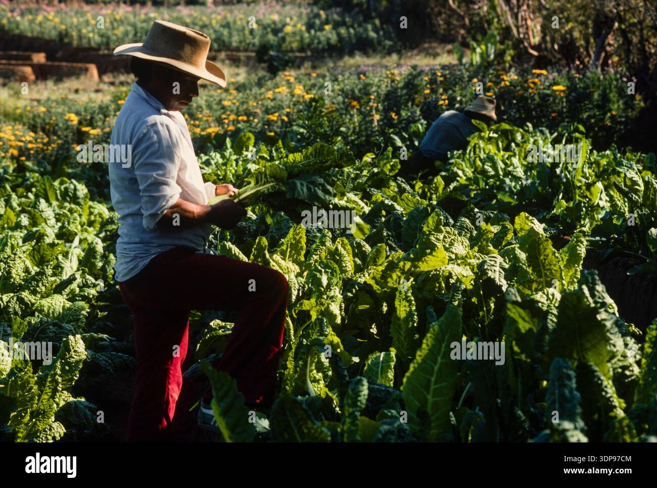 Blumenzucht bei einer Koop in Sacatapequez, Guatemala, April 1986g Stockfoto