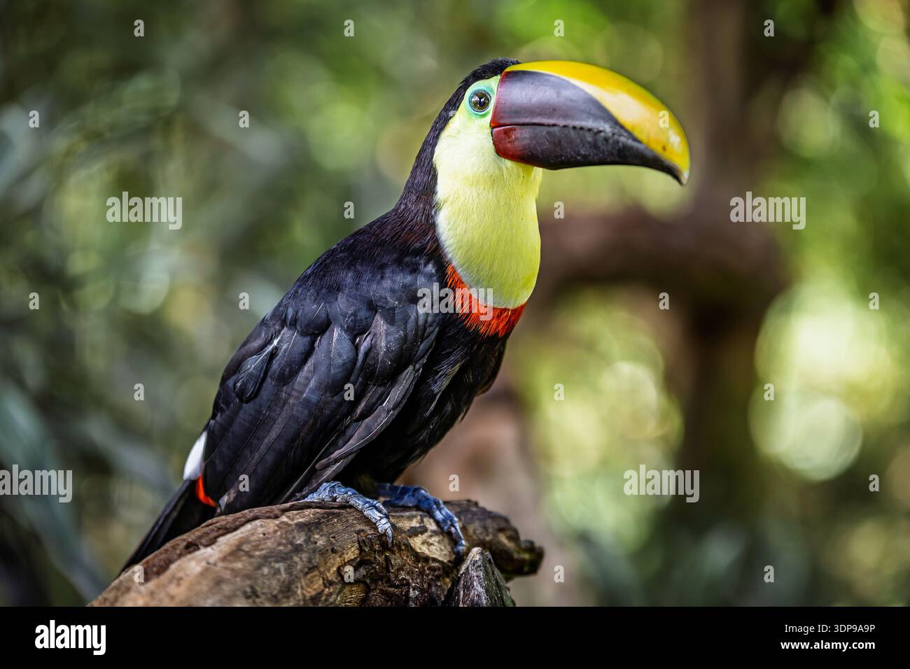 Ein bunt gefärbter Gelbkehle-Tukan (Ramphastos ambiguus) mit seinem massiven, zweifarbigen Schnabel und leuchtendem rot-gelbem Gefieder thront auf einem Ast Stockfoto