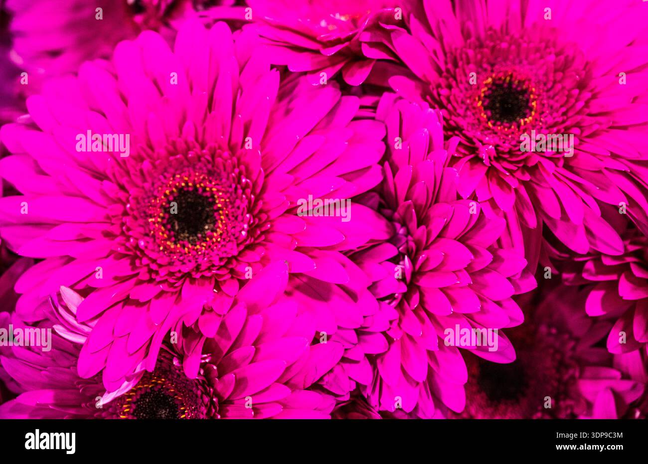Rosafarbene Blumen mit dunklem Zentrum. Die Blumen sind in einem Haufen und sehr hübsch Stockfoto
