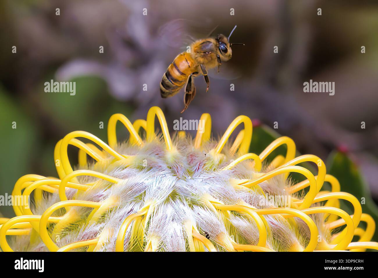 Honigbiene, die von einer wunderschönen, einzigartigen gelben Blume flog. Stockfoto