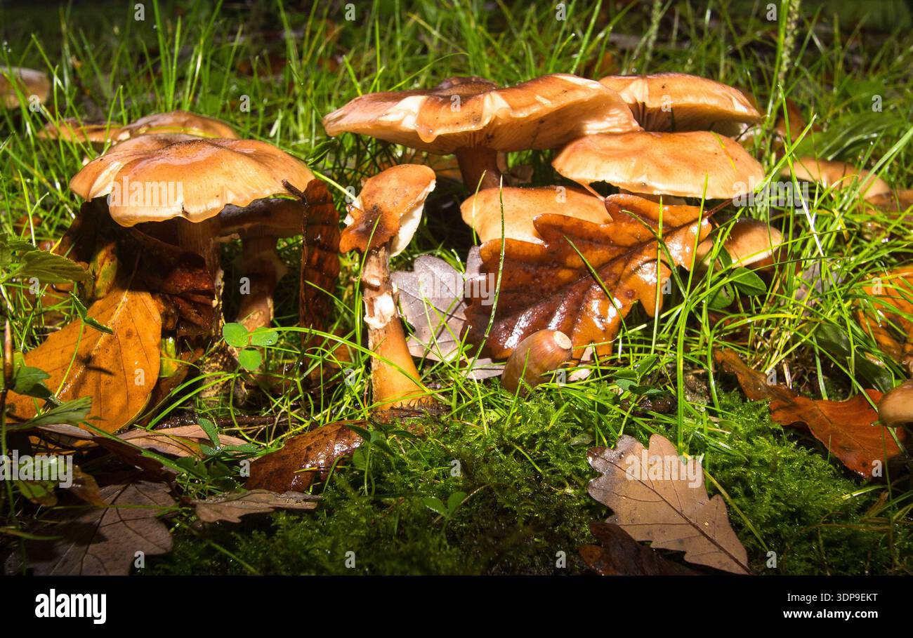 Nahaufnahme einer Pilzgruppe im Wald Stockfoto