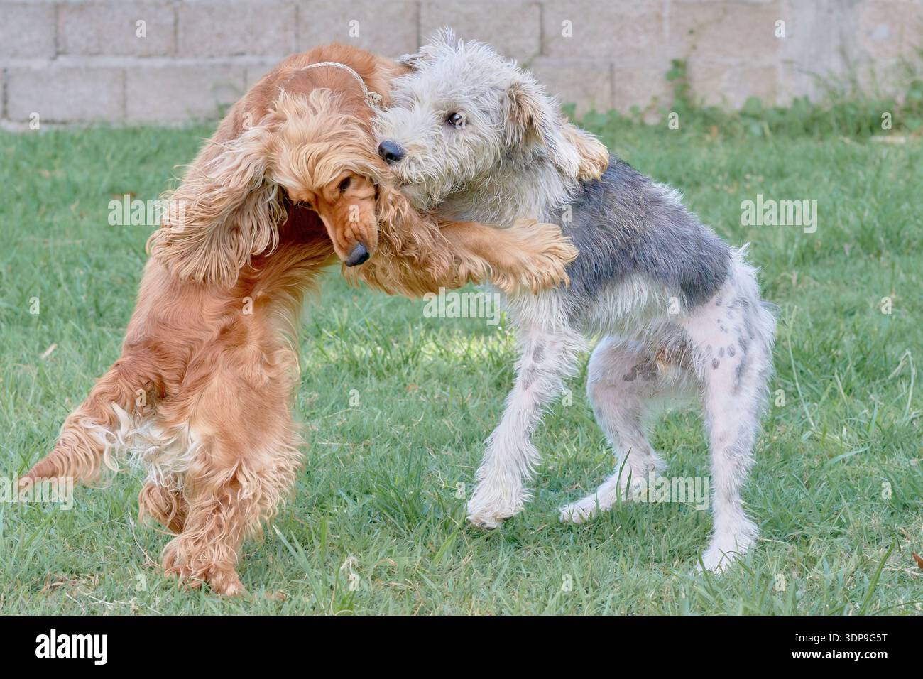 Zwei Hunde spielen zusammen auf einem grasbewachsenen Rasen, stehen auf ihren Hinterbeinen in spielerischer Umarmung. Ein lebendiger und liebevoller Moment, der den Hund einfängt Stockfoto