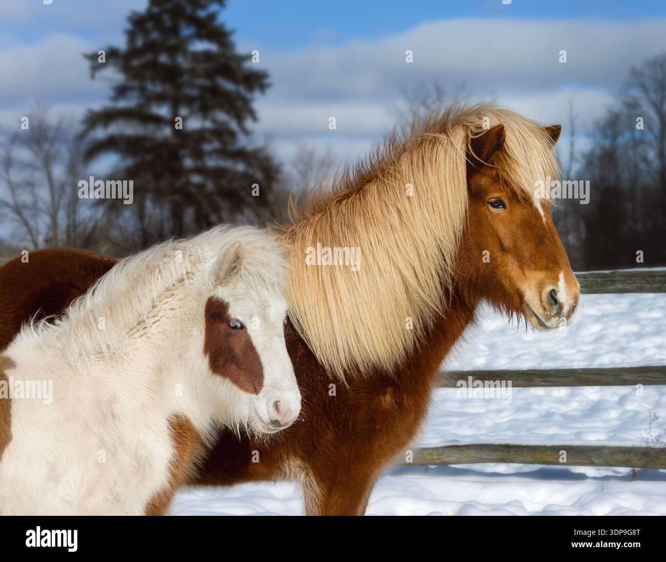 Wunderschöne isländische Stute und Fohlen im Winter Stockfoto