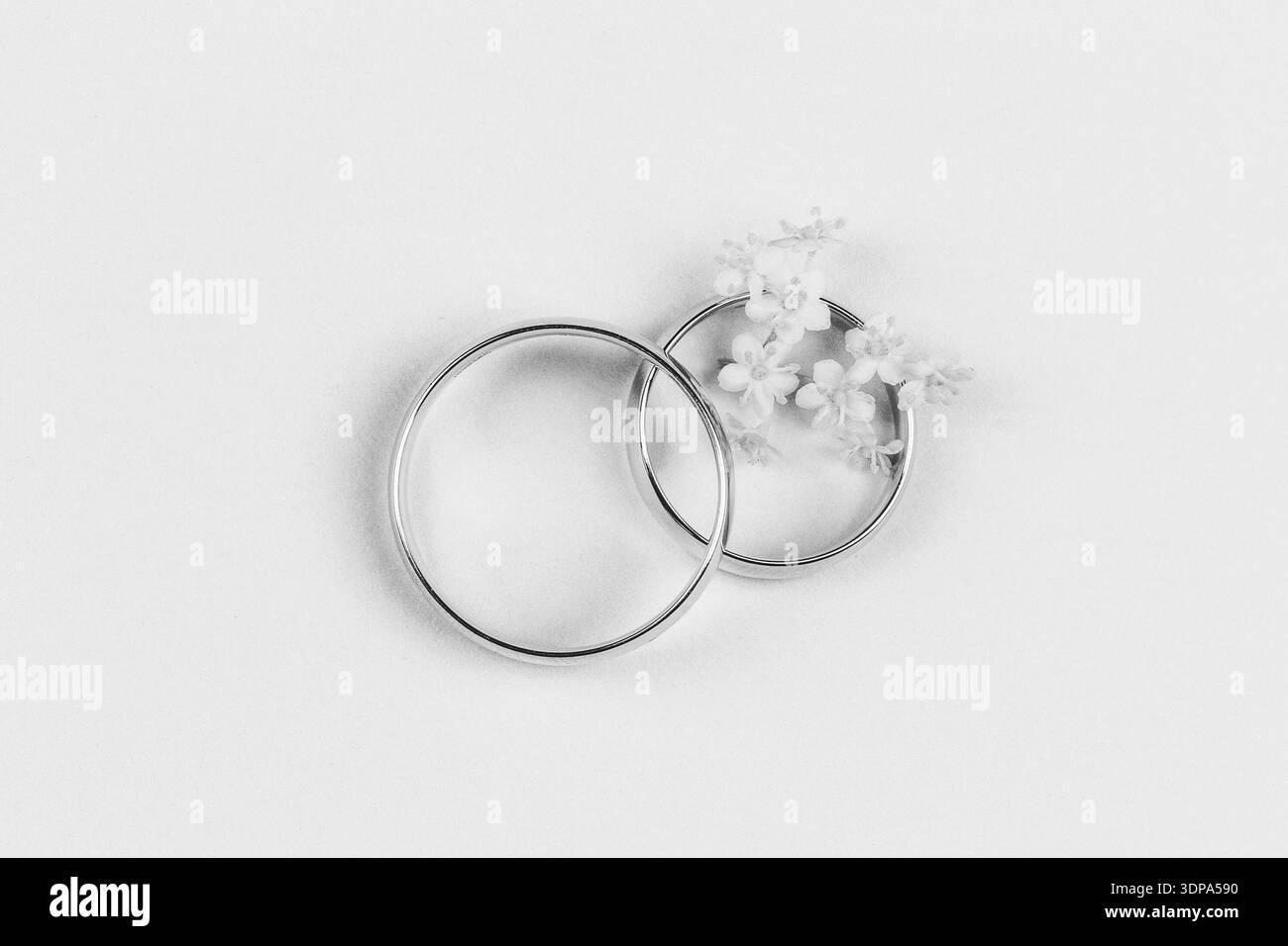 Ein Paar goldene Eheringe und kleine weiße Blumen in einem Ring auf weißem Hintergrund, Draufsicht flach, Schwarzweißfoto Stockfoto