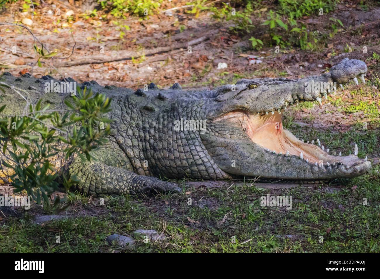 Ein Reptil mit einem scharfen Schnauze schwimmen um den Sumpf der Gatorland Stockfoto