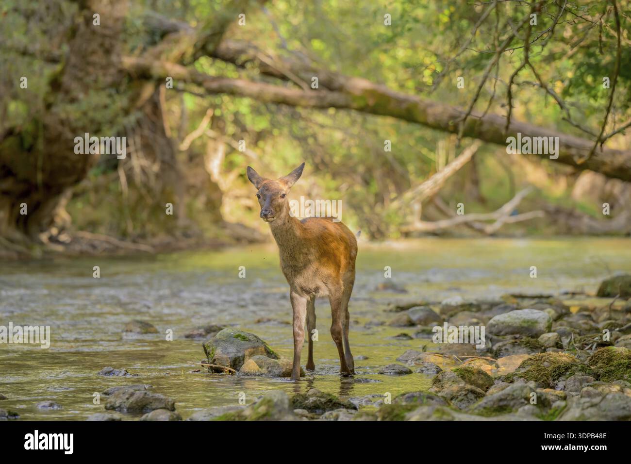 Ein junger Hirsch in einem flachen Fluss, umgeben von sonnendurchfluteten Bäumen, Cervus elaphus, Italien Stockfoto
