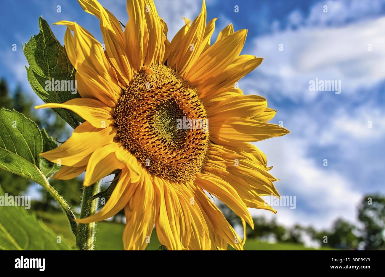 Feld blühender Sonnenblumen am blauen Himmel Stockfoto