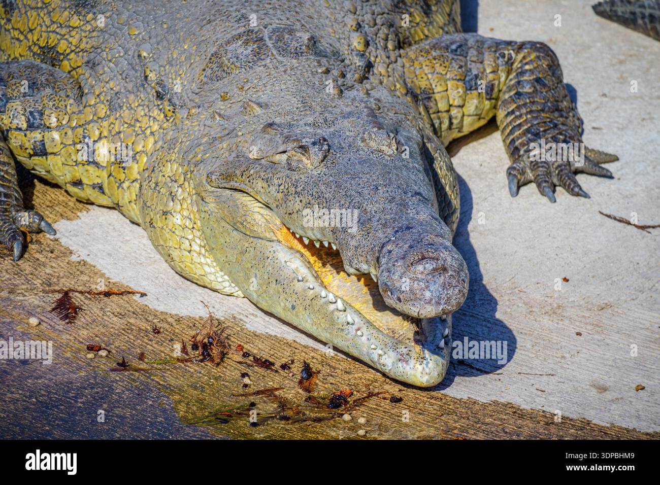Ein Reptil mit einem scharfen Schnauze schwimmen um den Sumpf der Gatorland Stockfoto