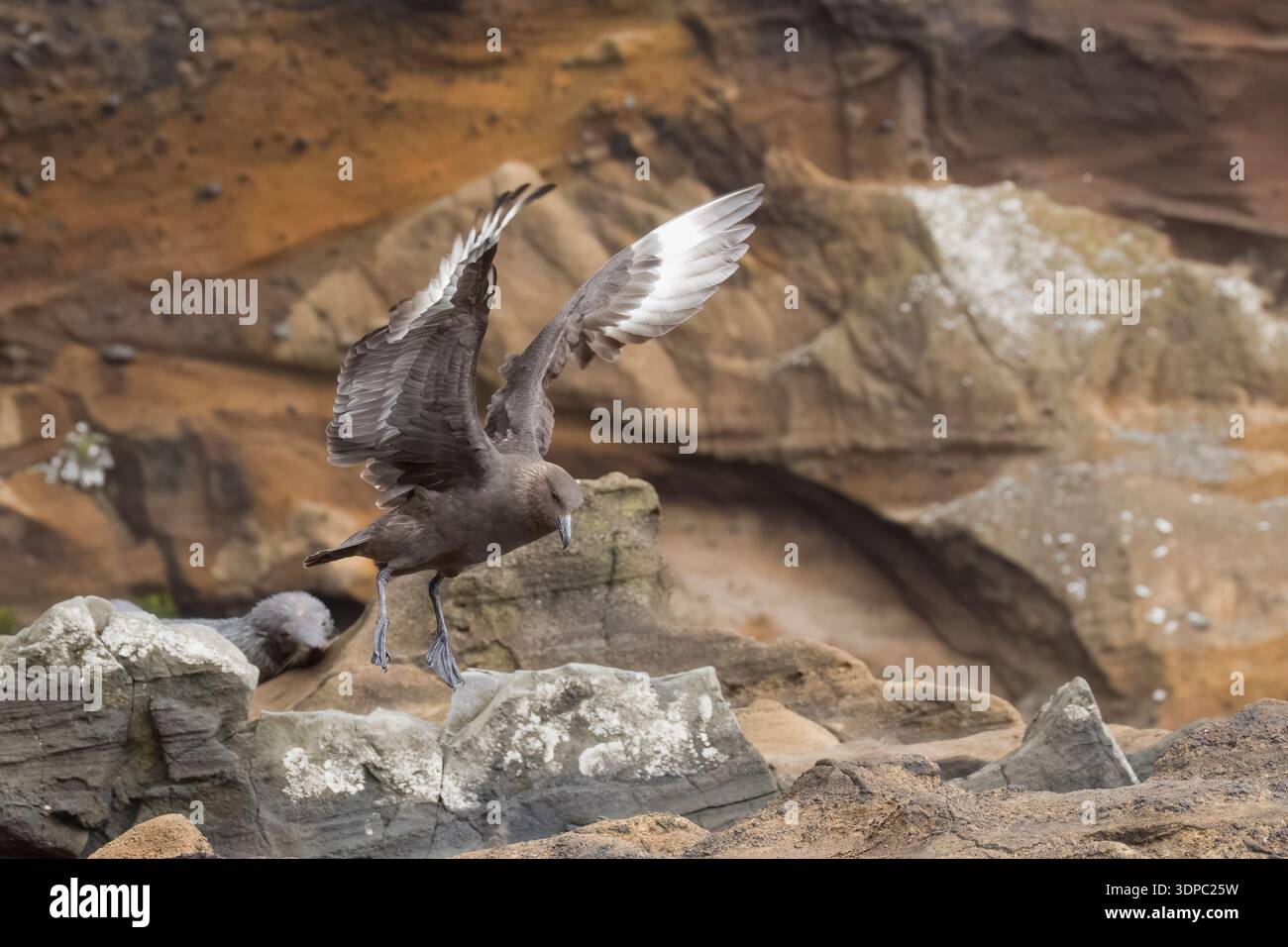 Brown Skua, der von den Felsen auf Antipodes Island abhebt Stockfoto
