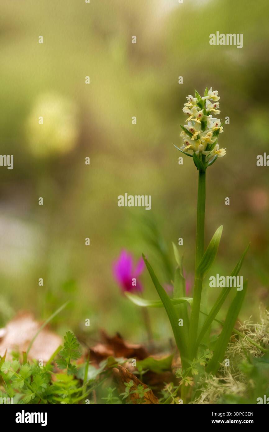 Wilde Blumen im Frühling, Dactylorhiza insularis wilde Orchidee mit blassgelben Blütenstämmen und grünen Blättern auf orange braunem Unschärfungshintergrund, Bolotana, O Stockfoto