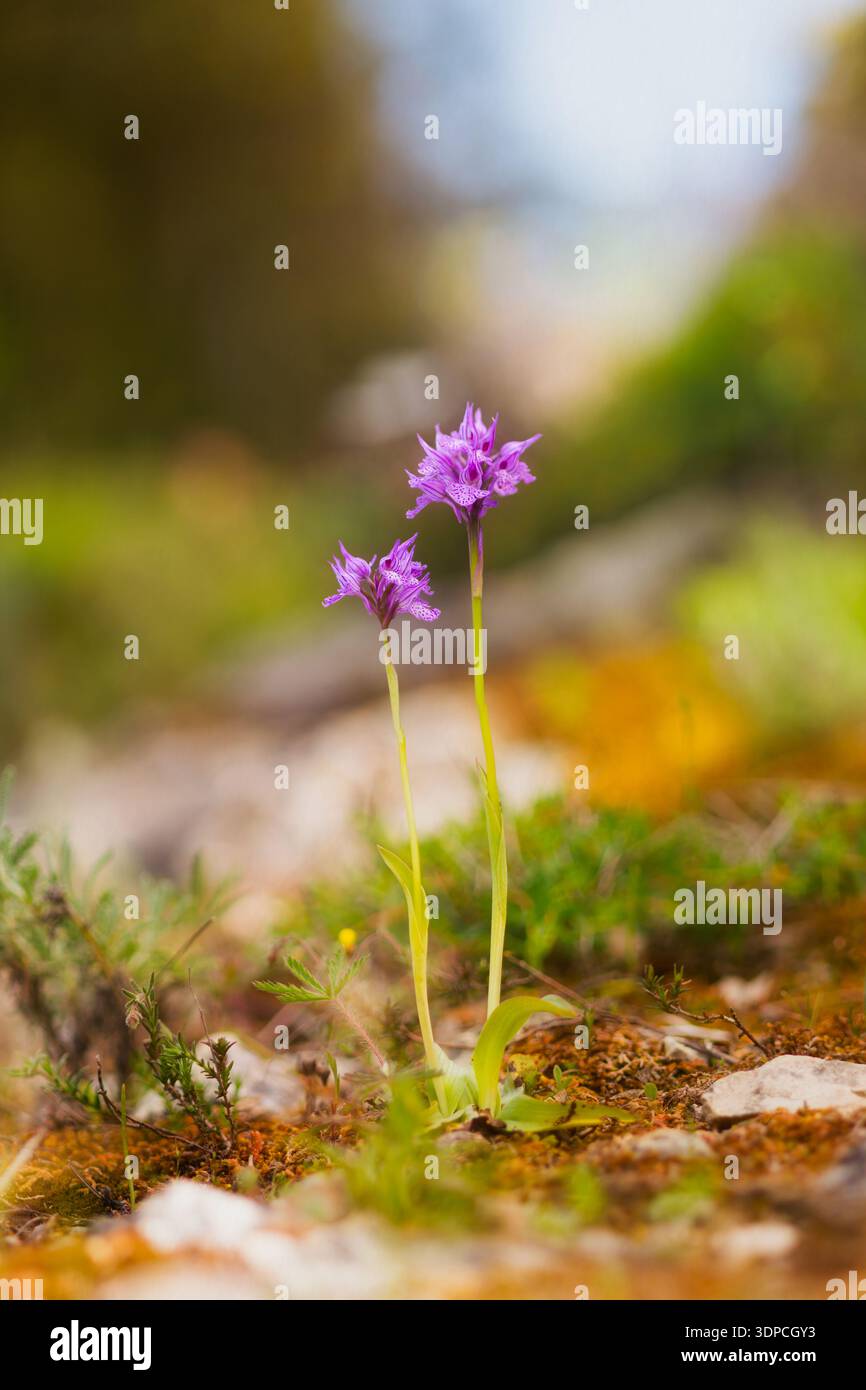 DreizahnOrchidee - Neotinea tridentata, schöne farbige blühende Pflanze aus europäischen Wiesen und Wäldern, Orchis tridentata. Laconi. Sardinien Stockfoto