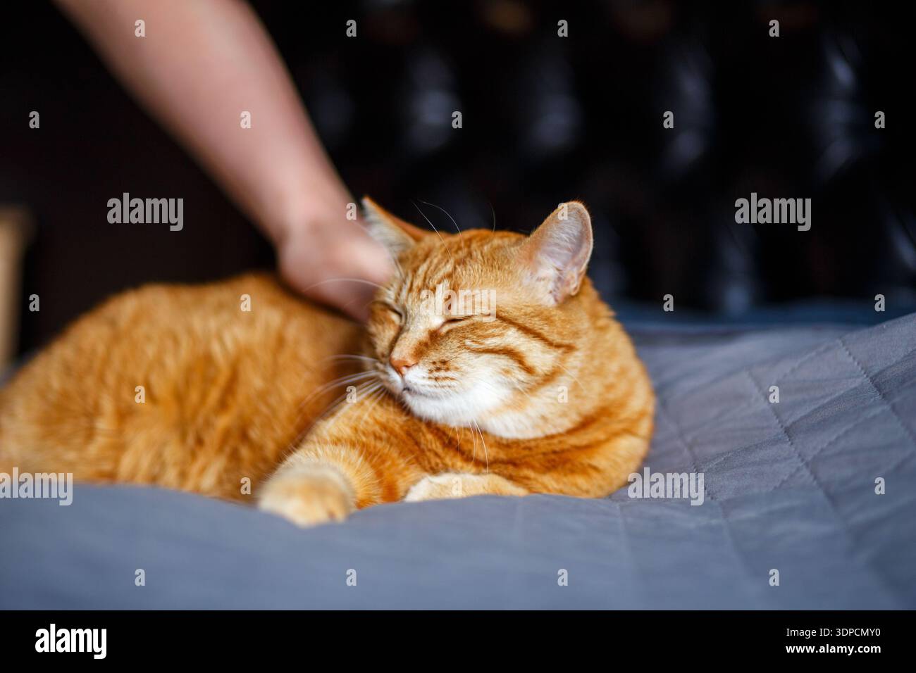 Ein Porträt einer entzückenden jungen, häuslichen Ingwer-Tabby-Katze saß zu Hause auf dem Rücken eines schwarzen Sofas und streichelte von ihrem Besitzer Stockfoto