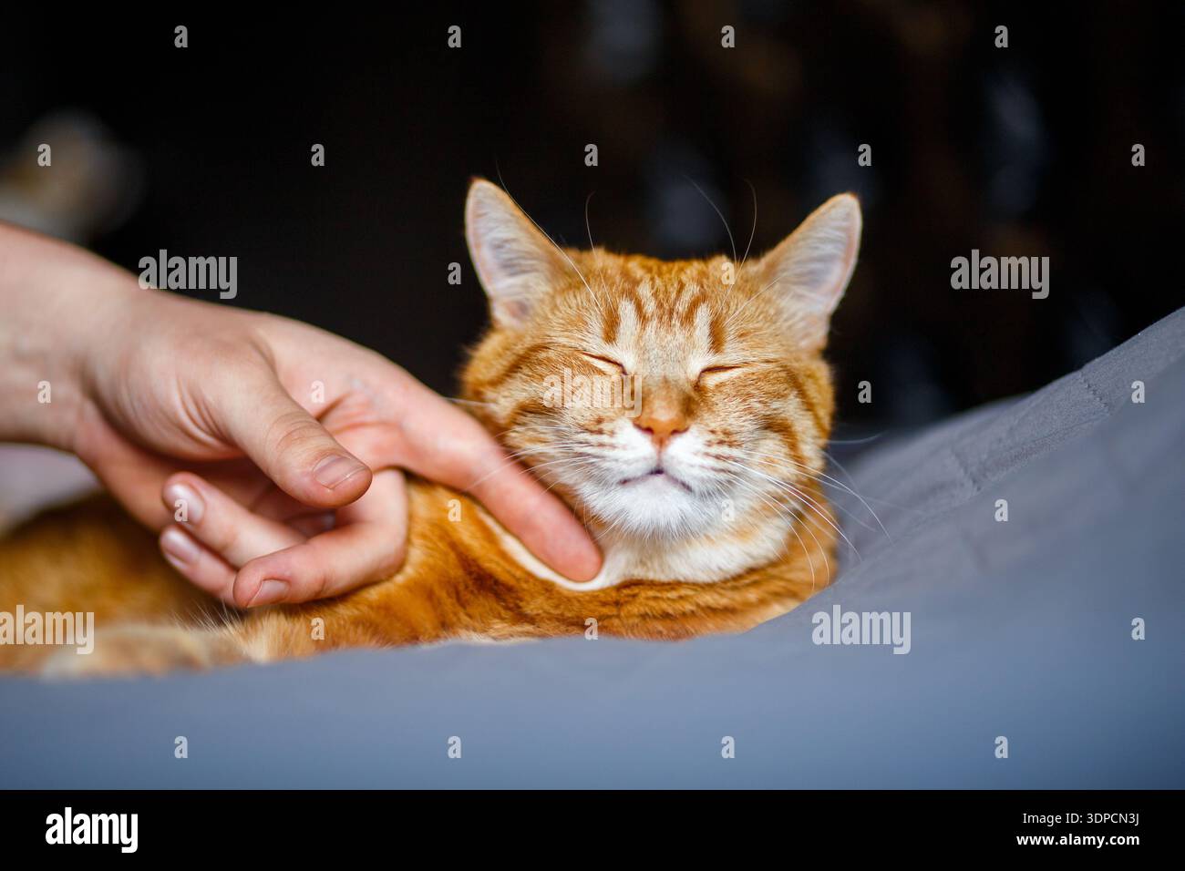 Ein Porträt einer entzückenden jungen, häuslichen Ingwer-Tabby-Katze saß zu Hause auf dem Rücken eines schwarzen Sofas und streichelte von ihrem Besitzer Stockfoto