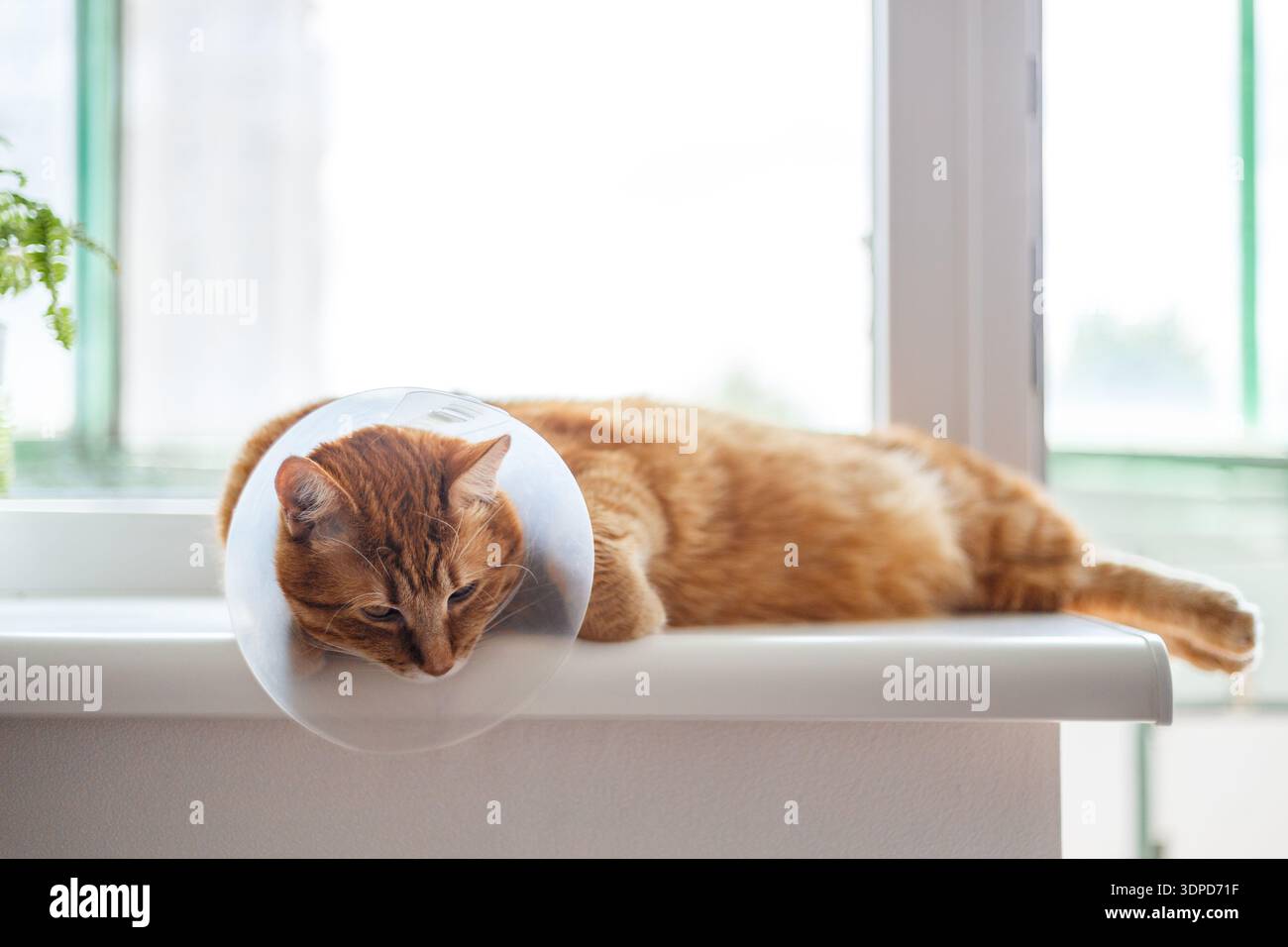 Haustierpflegekonzept Sleepy orange Fat Cat trägt elisabethanische Kragen, E-Kragen oder Buster Kragen zum Schutz der Wunde nach chirurgischer Operation mit Co Stockfoto