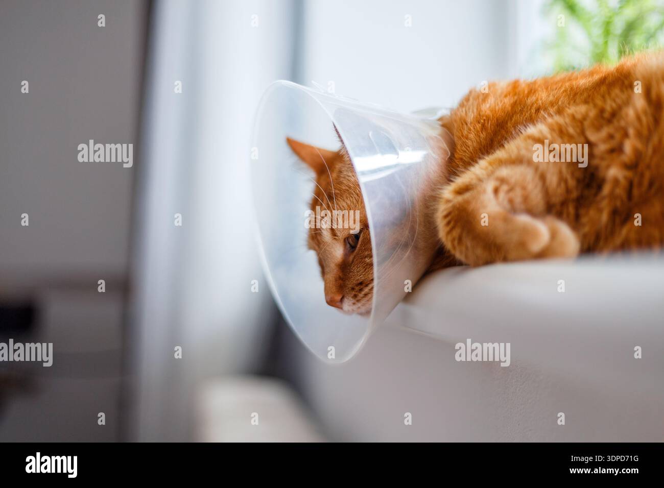 Kranke, orangene Katze im Zimmer mit elisabethanischem Plastikkragen oder Kegelkragen verhindert, dass er sich das Auge kratzt, niedliche Katze trägt einen schützenden Plastikkragen c Stockfoto