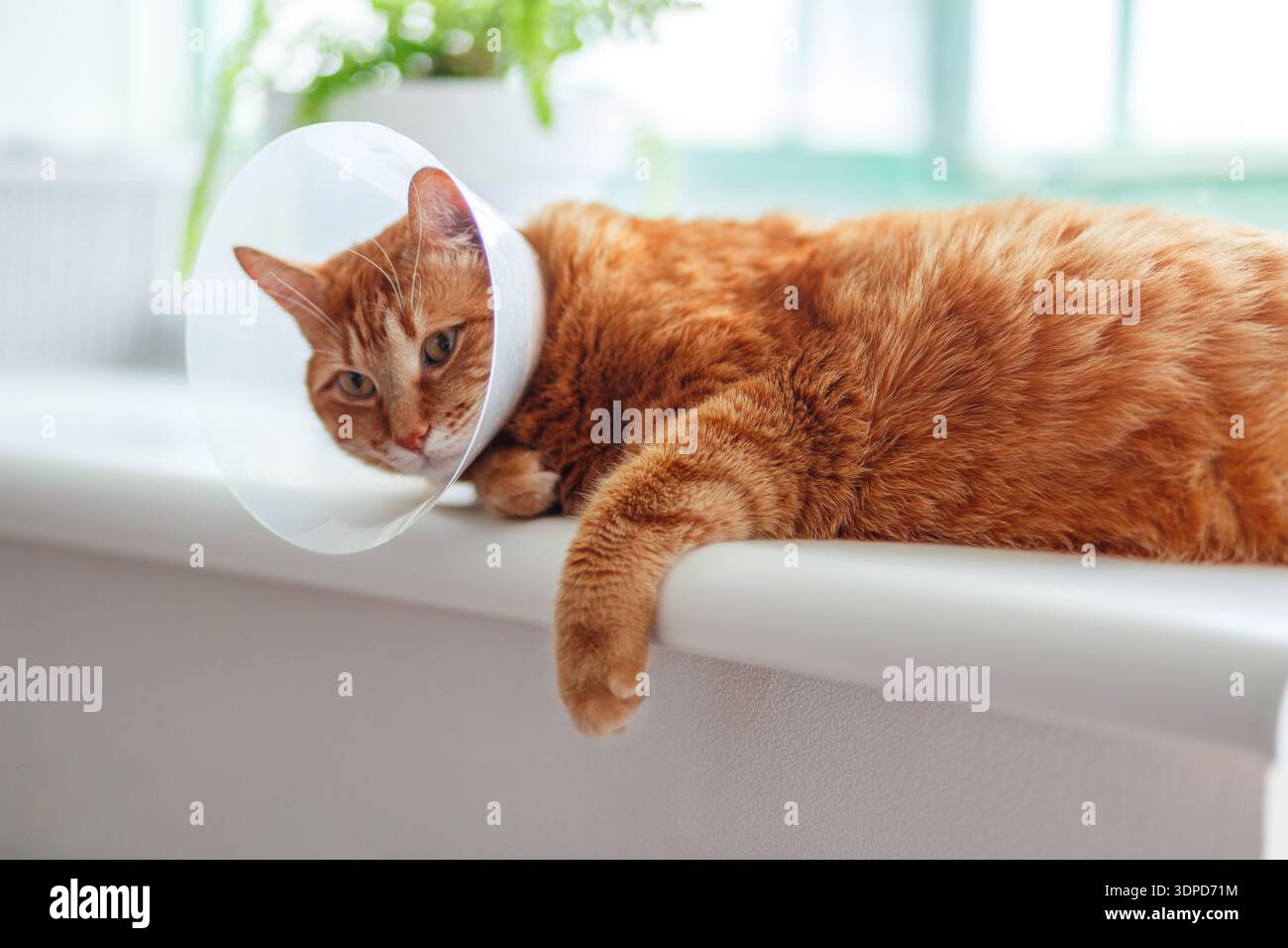 Haustierpflegekonzept Sleepy orange Fat Cat trägt elisabethanische Kragen, E-Kragen oder Buster Kragen zum Schutz der Wunde nach chirurgischer Operation mit Co Stockfoto