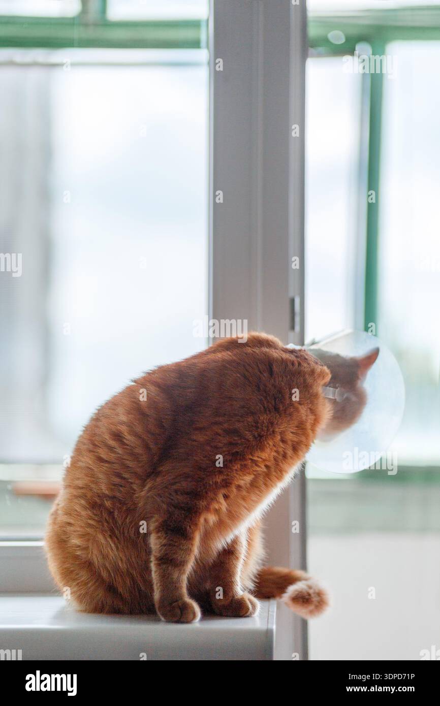 Porträt einer rot gestreiften Katze mit elisabethanischem Kragen auf der Fensterbank nach Kastration, Nahaufnahme Stockfoto