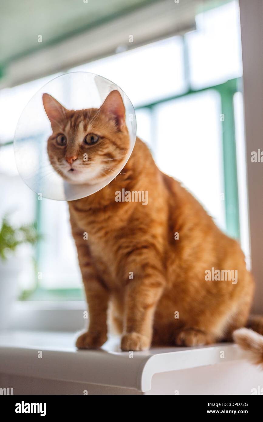 Eine orangene Katze in einem platsiken Veterinärkragen liegt nach der Operation traurig zu Hause auf der Fensterbank. Erschöpfte fette Katze mit elisabethanischem Halsband Stockfoto