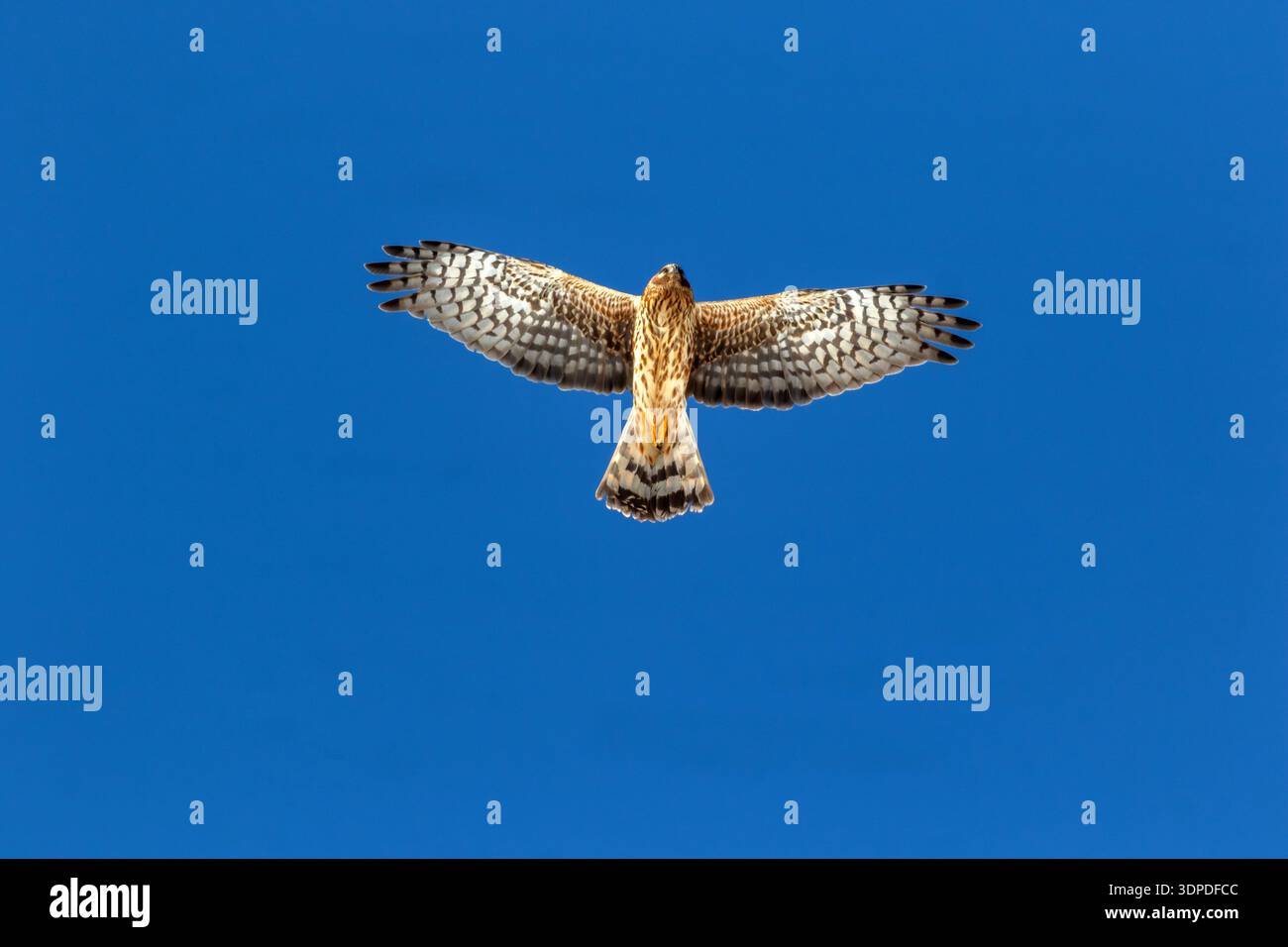 Buteo jamaicensis, der Rotschwanzfalke, schwebt über dem Himmel mit vollständig ausgestreckten Flügeln gegen brillanten, wolkenlosen, klaren, blauen Kopierraum Stockfoto