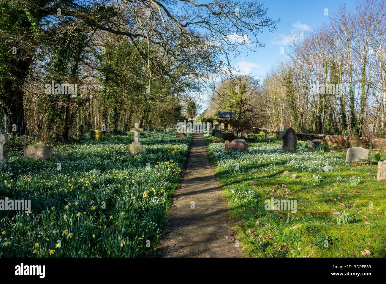 Frühlingsblumen einschließlich Narzissen und Schneeglöckchen wachsen wild auf einem Friedhof oder Friedhof der All Saints Church in Newchurch auf der isle of wight, Großbritannien Stockfoto