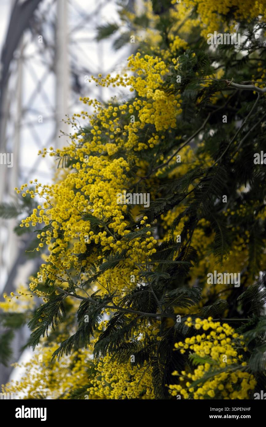 Blühender Mimosa-Baum mit hellgelben Blüten im Frühjahr Stockfoto