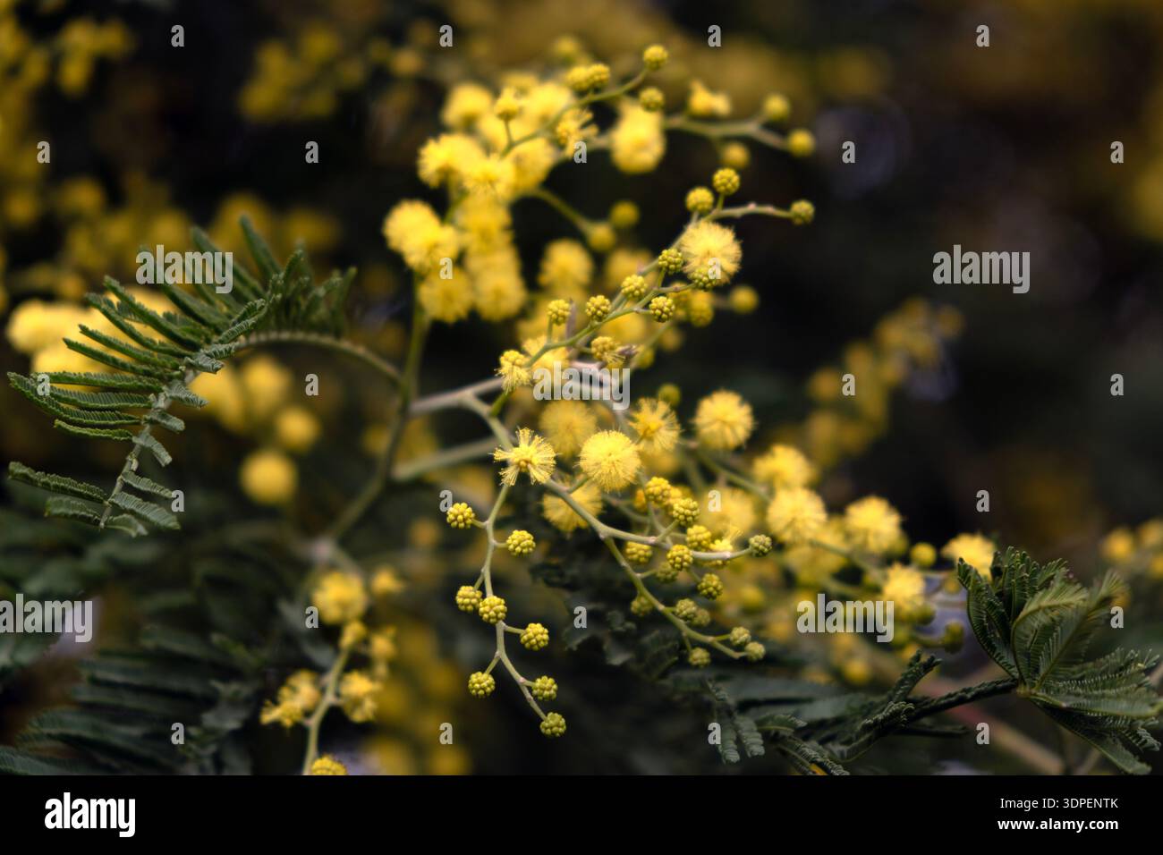 Blühender Mimosa-Baum mit hellgelben Blüten im Frühjahr Stockfoto