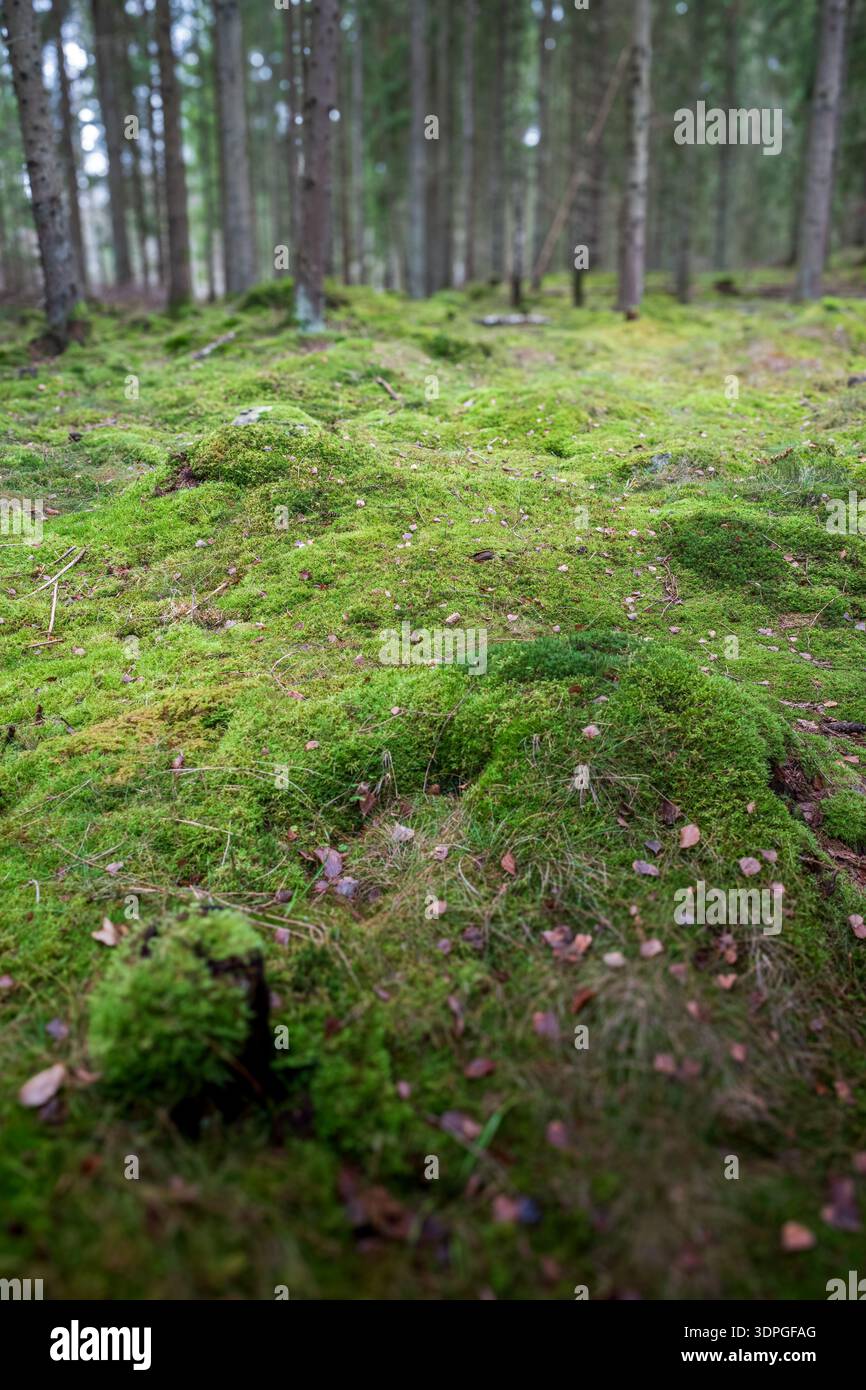 Weitwinkelansicht eines üppig grünen Moosteppichs, der den Boden in einem nebeligen Nadelwald bedeckt. Stockfoto