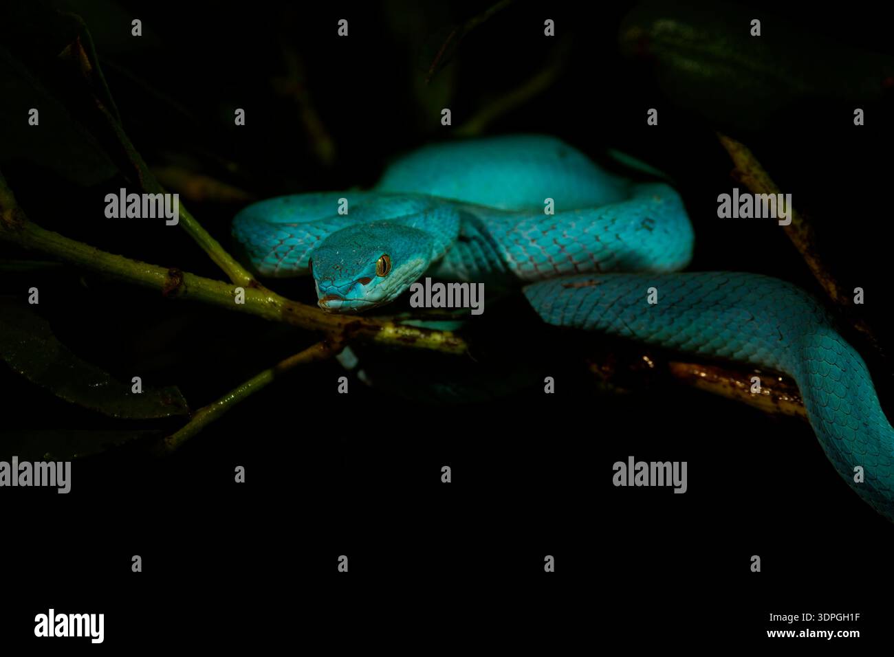 Blaue Farbvariante von Trimeresurus insularis, indonesischer oder kleiner Sunda Inseln Grubenviper, Sunda Weißlippen- oder Rotschwanz-Grubenviper, ebenfalls beliebt Stockfoto