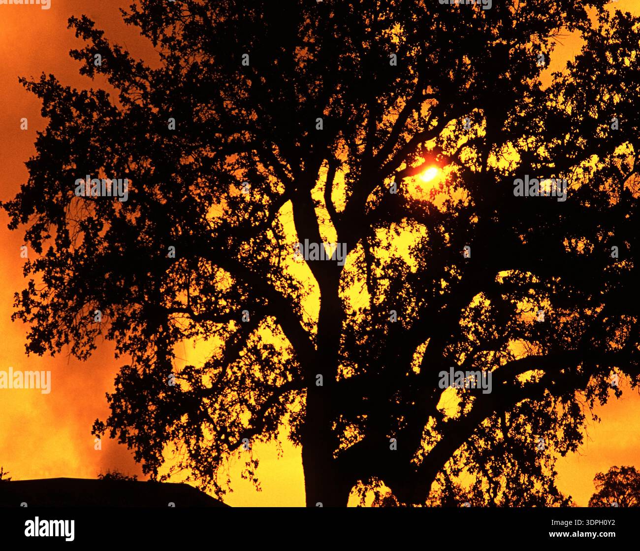 Ein großer Baum steht hoch gegen einen hellen Sonnenuntergang. Die Sonne untergeht tief in den Himmel und strahlt ein orange-gelbes Leuchten aus. Diese Szene fängt das Ende des D ein Stockfoto