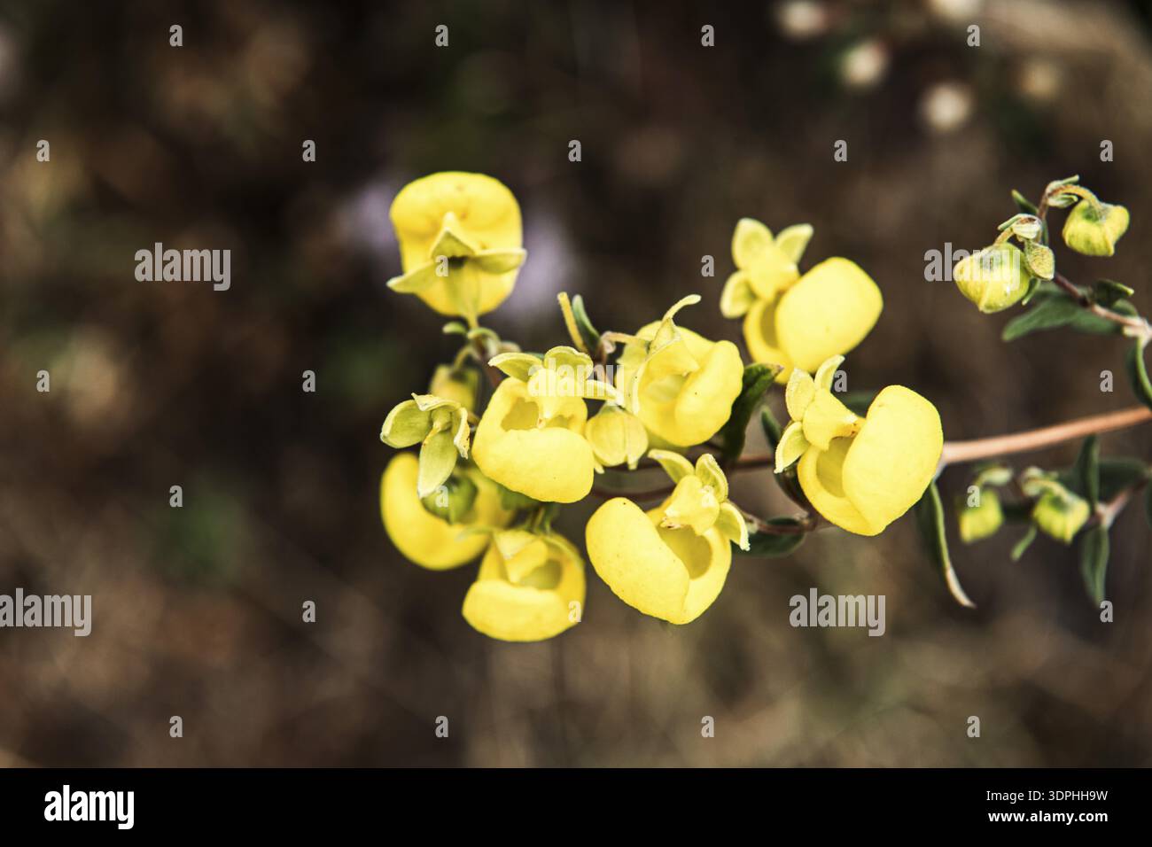 Damenschuh, Orchidee, Huchuy Qosco, Urubamba Valley, Cuzco, Peru Stockfoto