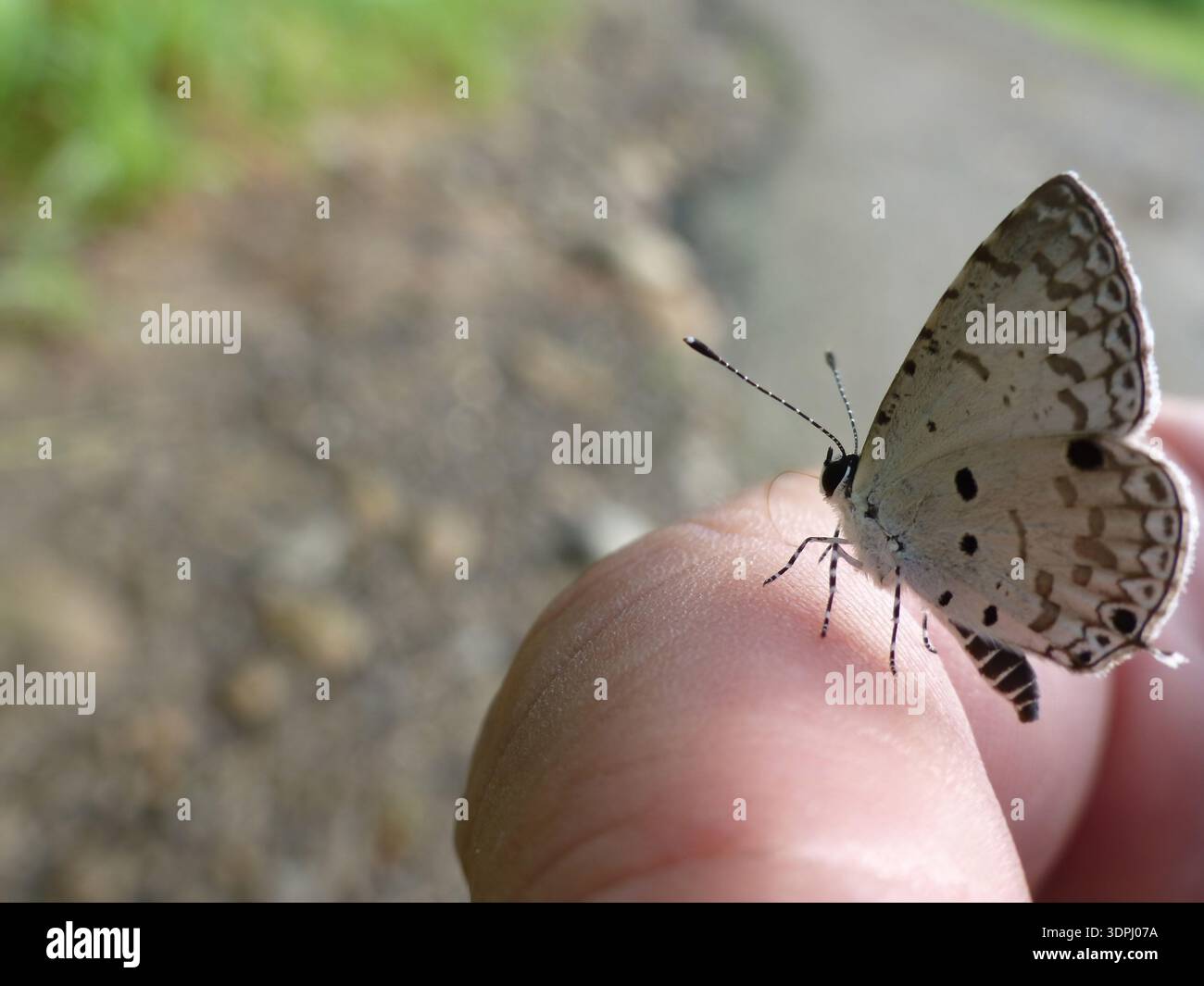 Nahaufnahme eines kleinen blauen Schmetterlings, der sanft auf einer Fingerspitze liegt Stockfoto