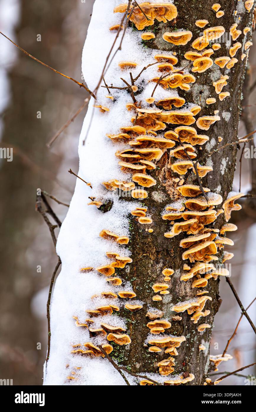 Dieses Foto zeigt eine Nahaufnahme von Pilzen, die auf einem schneebedeckten Baum wachsen. Die Pilze haben eine hellgelb-braune Farbe und wachsen dicht Stockfoto
