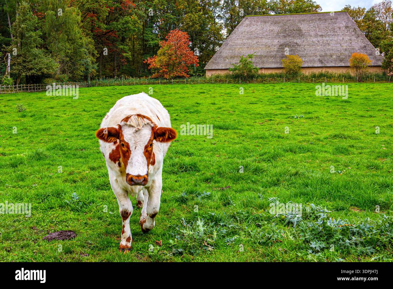Bauernhof mit Kuhwanderungen mit meliertem oder geflecktem Fell, braune Flecken auf den Ohren, Gesicht und Teil des Rückens, grünes und grasbewachsenes Gelände auf Viehgrundstück, bewölkt Stockfoto