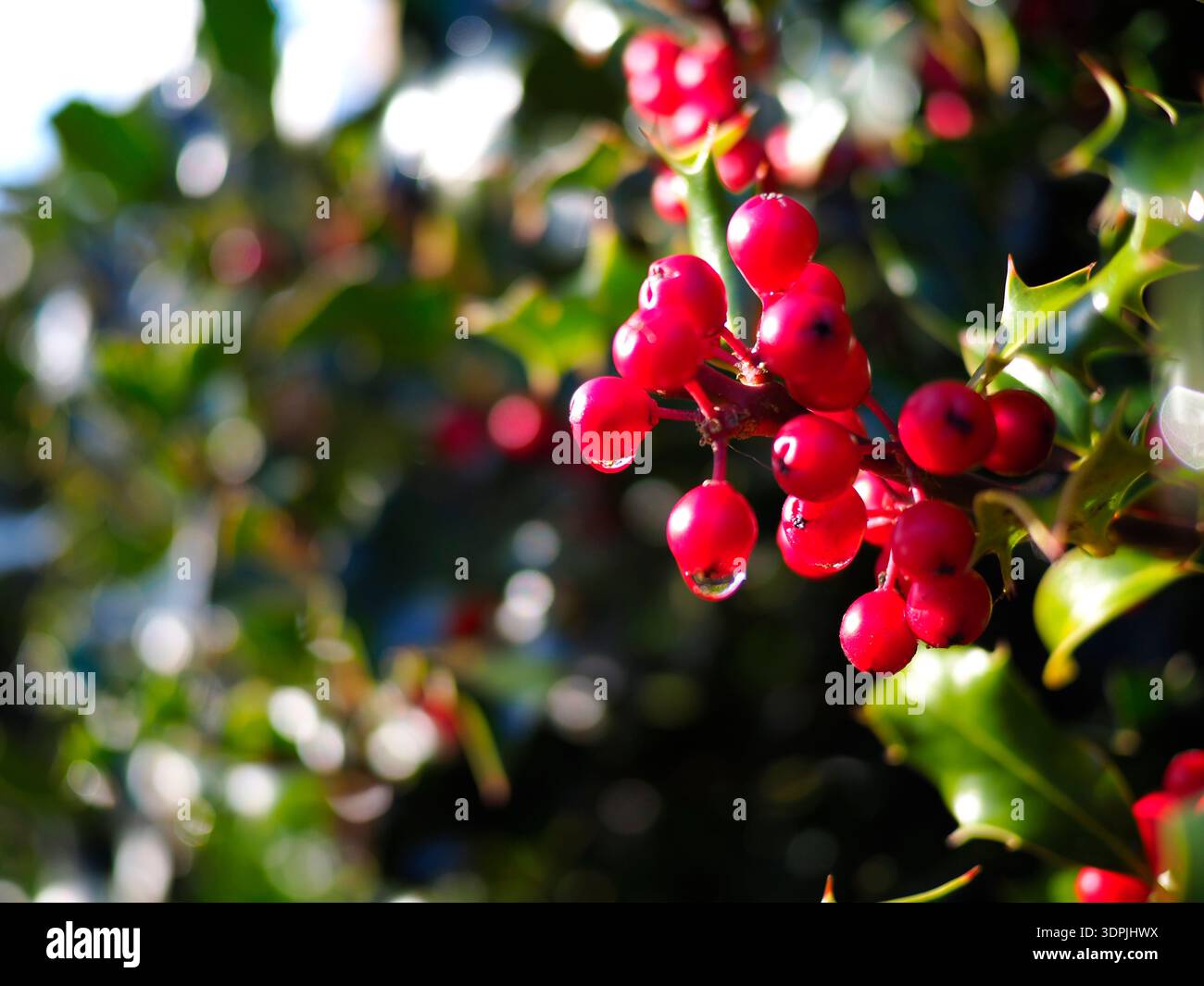 Red Holly Beries and Morning Dew on a Holly Bush, Northamptonshire, UK Stockfoto