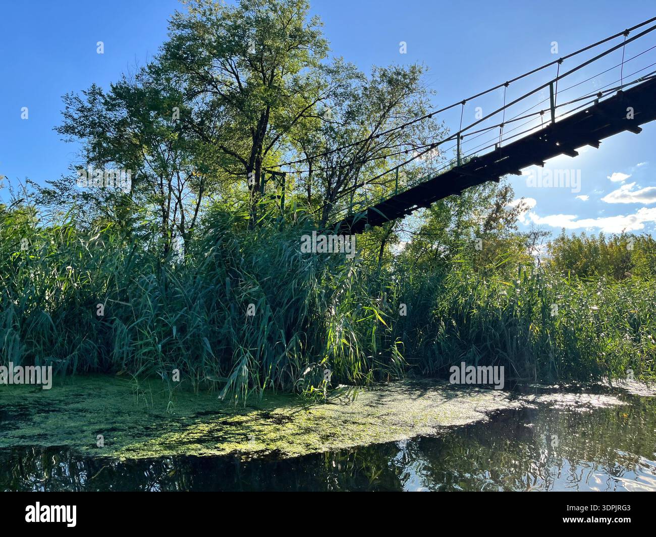 Hölzerne Hängebrücke über den ruhigen Fluss, umgeben von grünen Schilf und Bäumen an sonnigen Tagen. - Smartphone-aufgenommenes Stockfoto