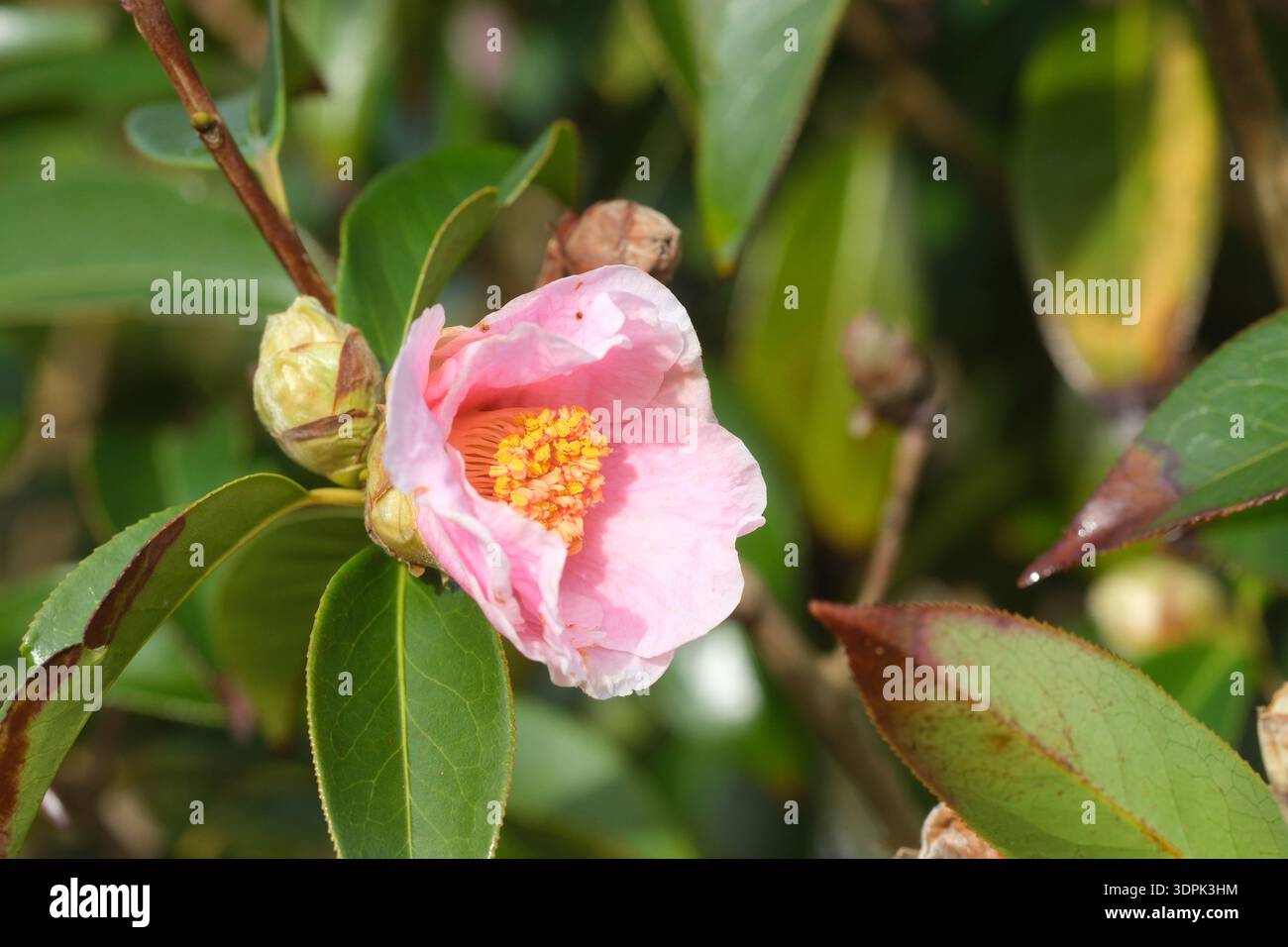 Kamellia reticulata Sträucher mit rosa Blüte im Vereinigten Königreich im Februar stammt die Pflanze aus Südwest-China Stockfoto
