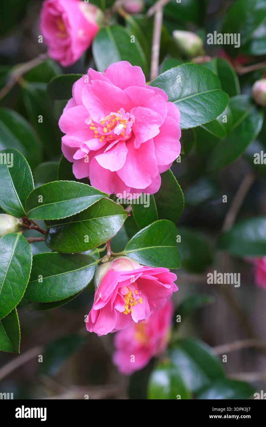 Kamellia Inspiration Sträucher mit rosa Blüten in Großbritannien im Februar Stockfoto