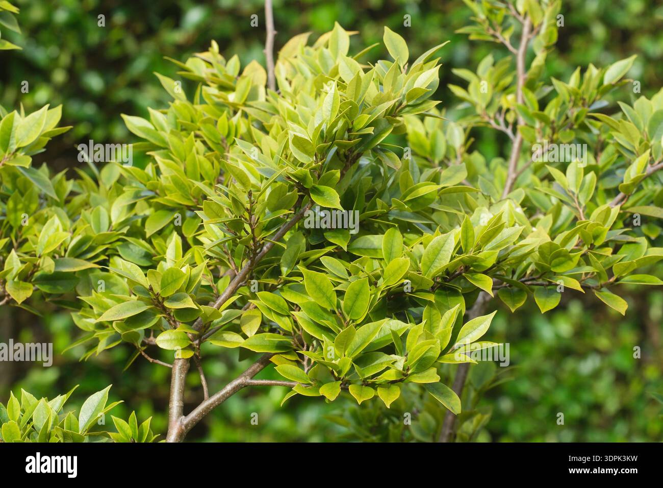 Distylium myricoides Evergreen Strauch ist ein gebürtiger Südchina, der im Februar in Großbritannien gesehen wurde Stockfoto