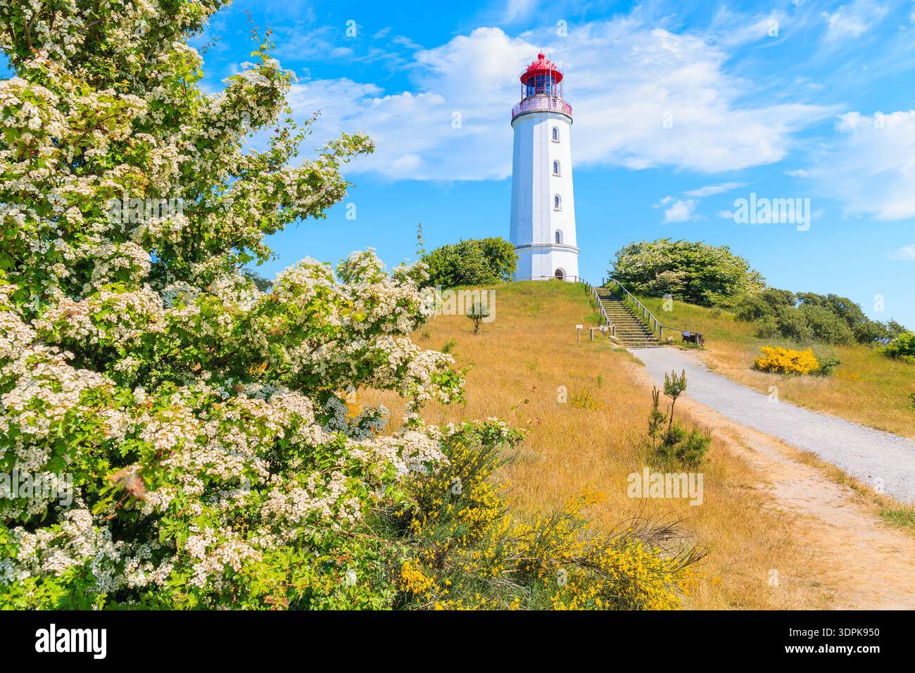Weg zum Leuchtturm Dornbush in Frühlingslandschaft mit Blumen an der Nordküste der Insel Hiddensee, Ostsee, Deutschland Stockfoto