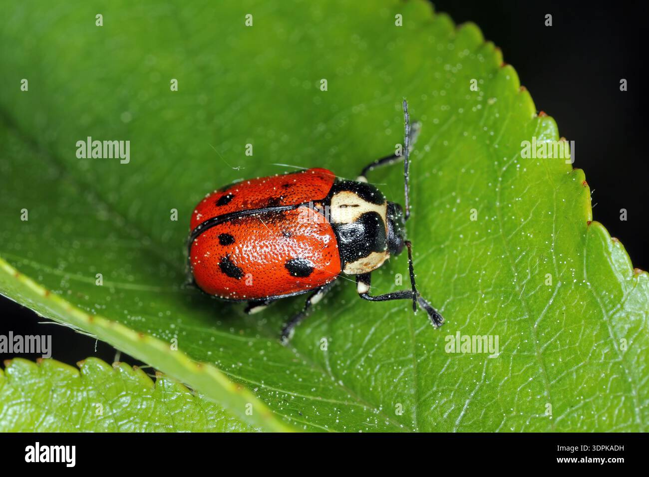 Cryptocephalus octopunctatus, Arten aus der Familie der Blattkäfer, Chrysomelidae. Stockfoto